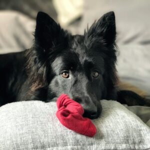 Gedragsconsult + 3 privétrainingen