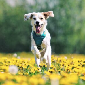 Privétraining - Losse les