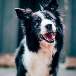 Volwassen honden cursus