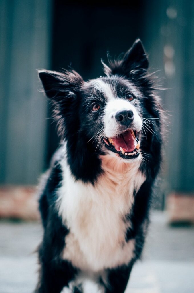 Volwassen honden cursus