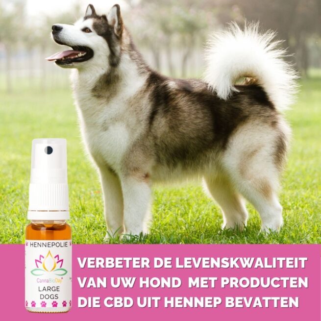 CannaBioDay Hennepolie voor grote honden - Afbeelding 2